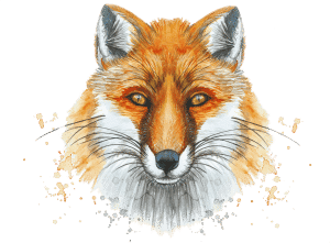 Fox water colour no background