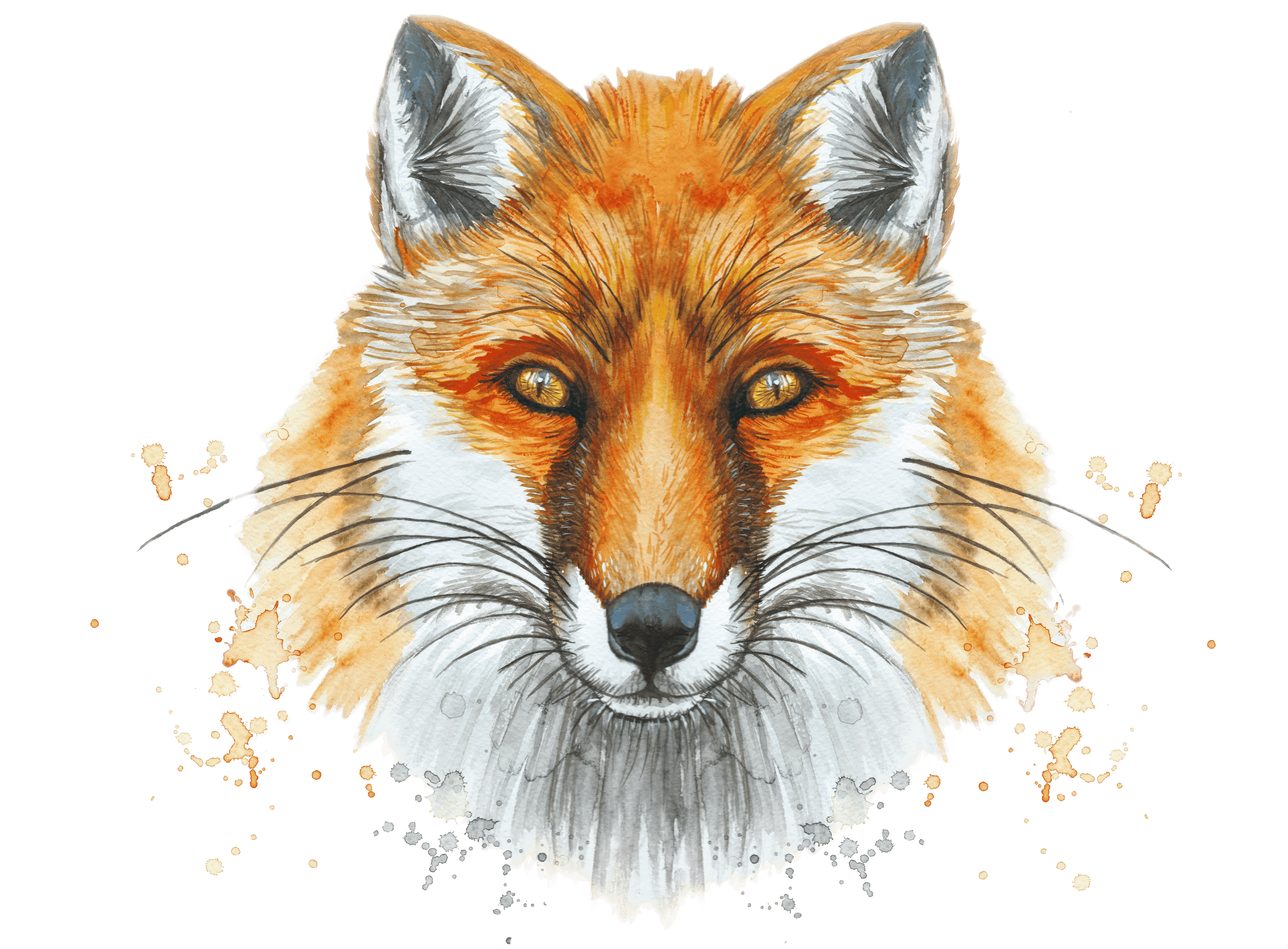 Fox water colour no background